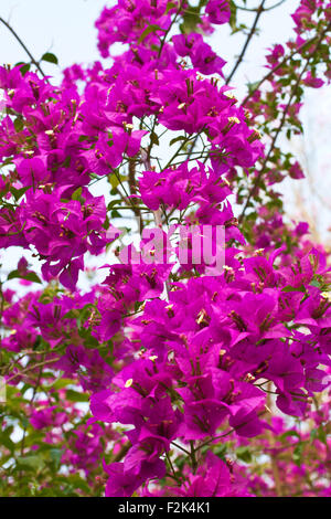 Belle couleur les fleurs fleurissent en automne,Bougainvillea Banque D'Images