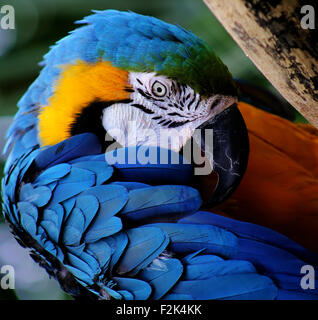 Scirpe Macaw Banque D'Images