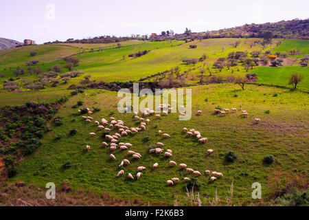 Un troupeau de moutons paissant dans la campagne sicilienne Banque D'Images