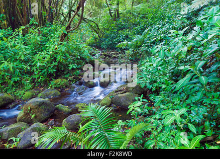 Ruisseau coule à travers Akaka Falls State Park à New York Banque D'Images