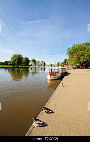 Afficher le long de la rivière Avon avec rivière cruiser et de Canards colverts dans l'avant-plan, Stratford-upon-Avon, Warwickshire, Angleterre, Royaume-Uni. Banque D'Images