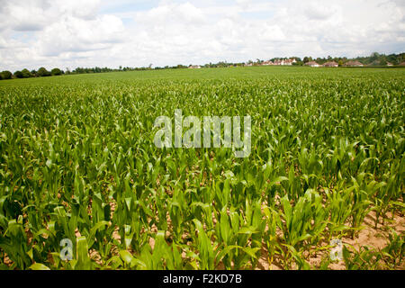 Les jeunes sur le terrain du maïs sucré ou des cultures de plus en plus de maïs à Sutton, Suffolk, Angleterre, RU Banque D'Images