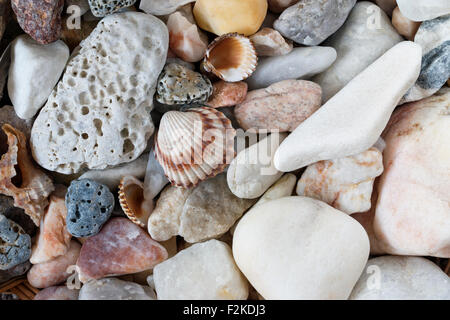 Cailloux avec des coquilles de mer Divers Banque D'Images