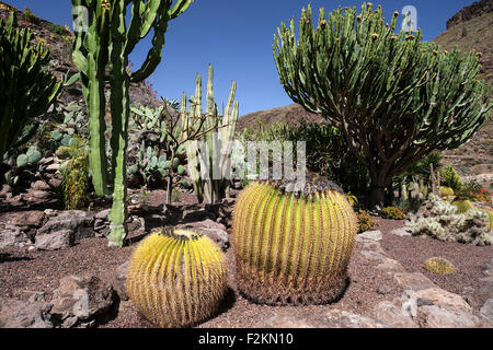 Divers cactus (cactus), jardin de cactus en Palmitos Park, près de Playa del Ingles, Gran Canaria, Îles Canaries, Espagne Banque D'Images