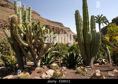 Divers cactus, jardin de cactus en Palmitos Park, près de Playa del Ingles, Gran Canaria, Îles Canaries, Espagne Banque D'Images