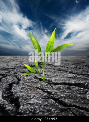 Green plant growing trough dead soil Banque D'Images