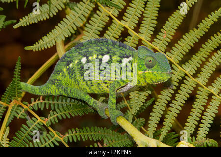 Caméléon géant malgache (Furcifer oustaleti), homme, les subadultes d'Ivato, Antananarivo, Madagascar, hauts plateaux du centre, Banque D'Images