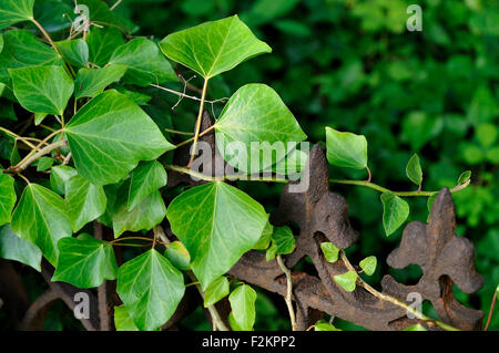 Le lierre (Hedera sp.), croissant sur une vieille clôture de fer, l'île d'Usedom, Mecklembourg-Poméranie-Occidentale, Allemagne Banque D'Images