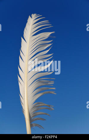 Plume blanche dans le vent, contre un ciel bleu Banque D'Images