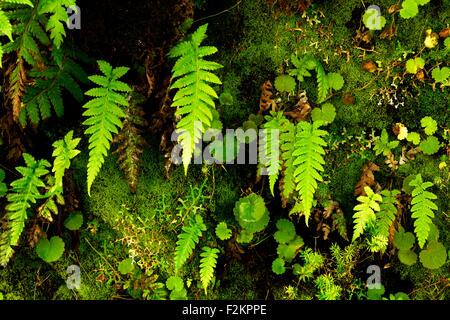Mur de pierre avec des fougères (arts, Filicopsida) croissant sur elle, Rabaçal, Madeira, Portugal Banque D'Images