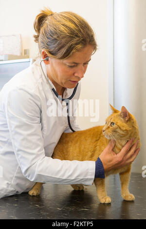 L'examen vétérinaire est un chat roux et à l'écoute du battement de coeur Banque D'Images