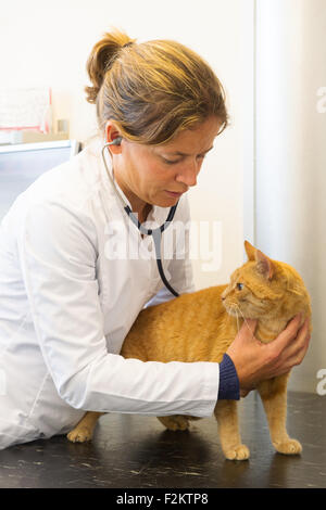 L'examen vétérinaire est un chat roux et à l'écoute du battement de coeur Banque D'Images