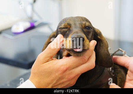 Vétérinaire est à la recherche pour les yeux de petit chien Banque D'Images