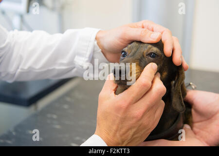 Vétérinaire est à la recherche pour les yeux de petit chien Banque D'Images