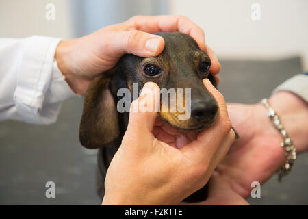 Vétérinaire est à la recherche pour les yeux de petit chien Banque D'Images