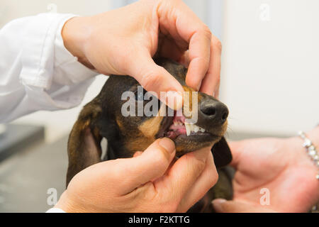 Vétérinaire est à la recherche et les dents du petit chien Banque D'Images