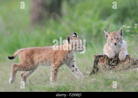 Deux jeunes lynx eurasien mignon / Eurasischer Luchs (Lynx lynx) de jouer les uns avec les autres. Banque D'Images