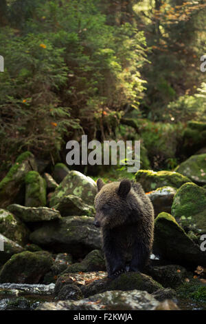 Mignon jeune ours brun européen / Europaeischer Braunbaer ( Ursus arctos ) se dresse dans une forêt de ravins sauvages, ruisseau, Europe. Banque D'Images