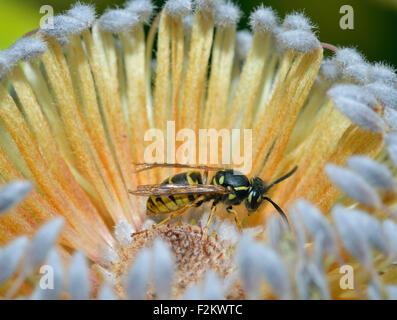 Guêpe commune Vespula Vulgaris - sur plateau Newnes - Banksia Banksia penicillata Banque D'Images