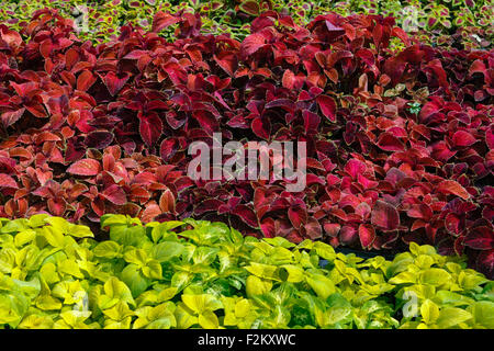 Fleurs ornementales en vente dans les plantes pépinière Banque D'Images