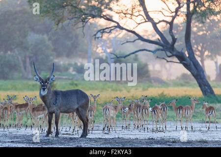 Le Zimbabwe, Urungwe District, Mana Pools National Park, de l'eau et d'impalas du troupeau de chèvres Banque D'Images