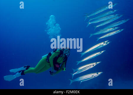 Palaos, scuba diver regardant Heller's barracudas Banque D'Images