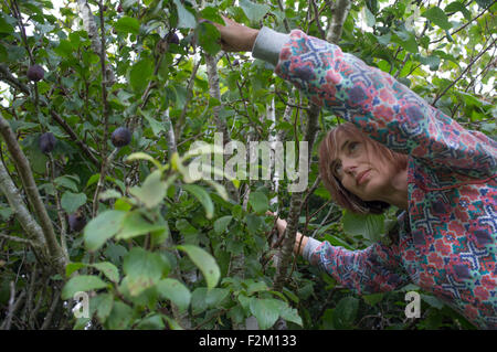 Une femme ramasse des prunes d'un arbre dans son jardin Banque D'Images