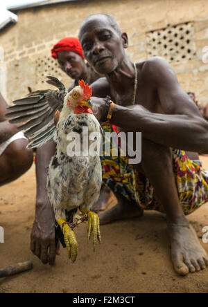 Le Bénin, en Afrique de l'Ouest, Bopa, poulet sacrifiés par dah maître vaudou tofa Banque D'Images