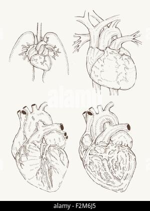 Anatomie du cœur part attirer Illustration de Vecteur