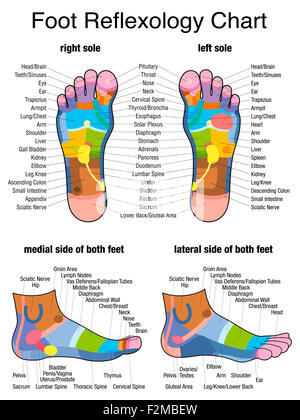 Les zones réflexes des pieds - plante et une vue latérale - description précise des organes internes et les parties du corps. Banque D'Images