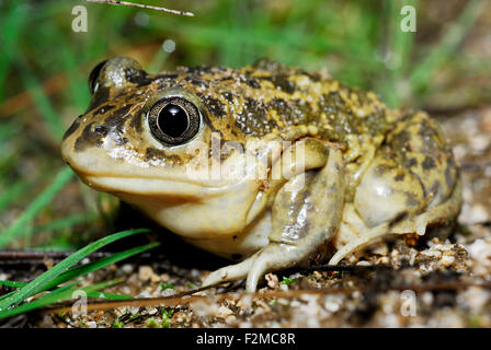 (Pelobates cultripes crapaud de l'ouest) dans la région de Morteau, Madrid, Espagne Banque D'Images