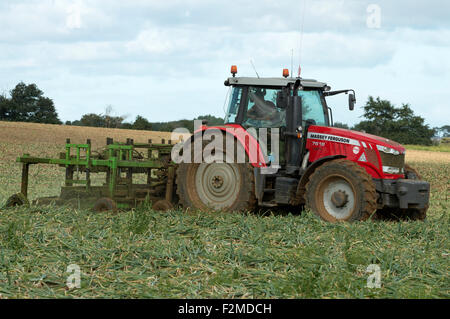 Tracteur Massey Ferguson 7618 Bawdsey oignons récolte UK Suffolk Banque D'Images