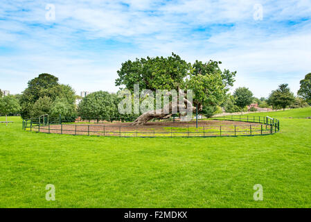 Lesnes Le Mûrier. Un Mûrier Noir (morus nigra) dans le parc de l'abbaye en ruine Lesnes, South East London Banque D'Images