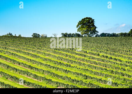 Des rangées de plantes à fruits doux créer un modèle audacieux dans un champ près de Faversham, Kent. Banque D'Images