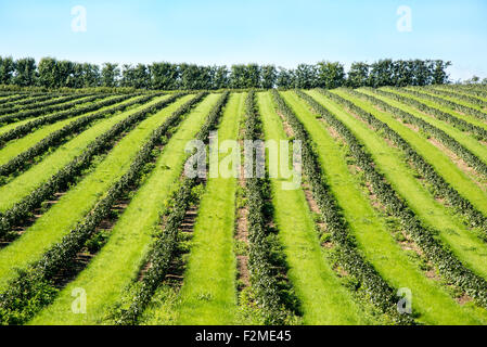 Des rangées de plantes à fruits doux créer un modèle audacieux dans un champ près de Faversham, Kent. Banque D'Images