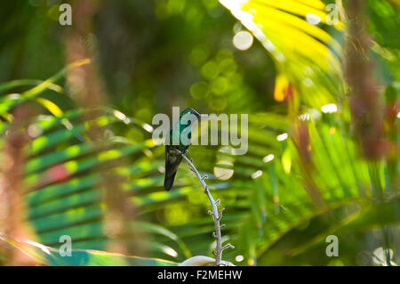 Vue horizontale d'un blue-tailed hummingbird émeraude en Topes de Collantes Parc National de Cuba. Banque D'Images