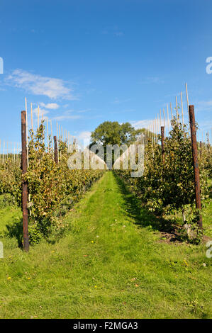 Boughton Monchelsea village, Maidstone, Kent, UK. Apple orchard commerciaux Banque D'Images