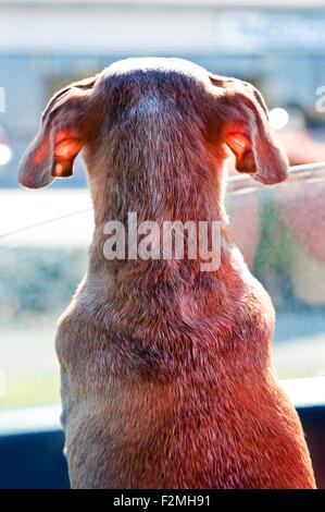 Dachshund Dog Looking Out Car Window Banque D'Images