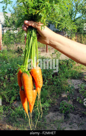 Botte de carottes dans la main sur le potager Banque D'Images