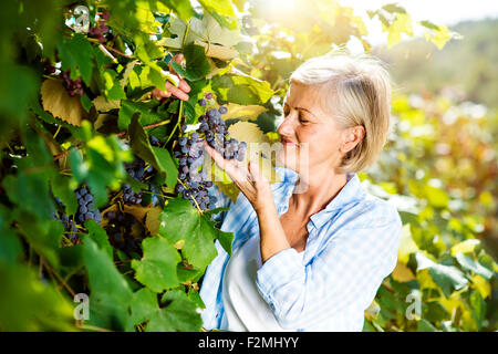 Portrait of a senior woman harvesting grapes Banque D'Images