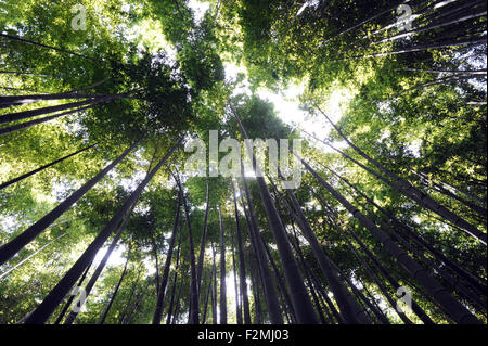 Hōkoku-ji, un temple Zen de la secte Rinzai, à Kamakura, préfecture de Kanagawa au Japon. Banque D'Images