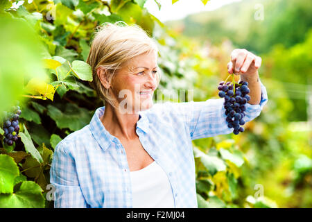 Portrait of a senior woman harvesting grapes Banque D'Images