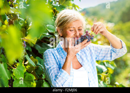 Portrait of a senior woman harvesting grapes Banque D'Images