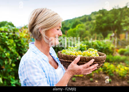 Portrait of a senior woman harvesting grapes Banque D'Images