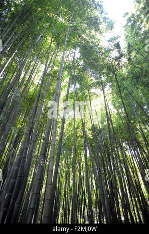 Hōkoku-ji, un temple Zen de la secte Rinzai, à Kamakura, préfecture de Kanagawa au Japon. Banque D'Images