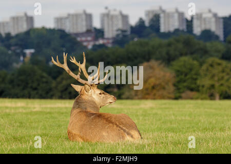 Red Deer (Cervus elaphus) stag repos assis dehors sur colline avec des tours d'immeubles urbains dans l'arrière-plan. Banque D'Images