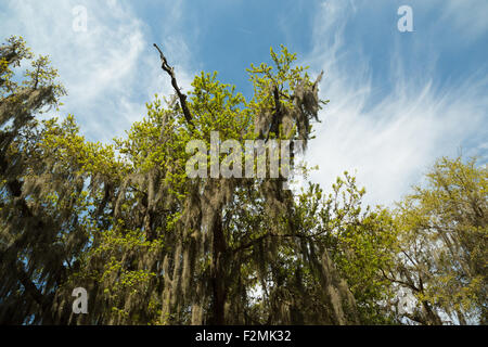 Une photographie d'un grand arbre couvert de mousse espagnole dans le vent à Savannah, Géorgie. Banque D'Images