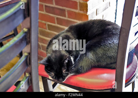 Couchage chat sur chaise Brooklyn New York Banque D'Images