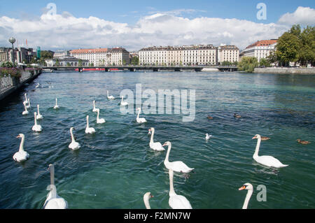 Les cygnes sur le lac de Genève en Suisse. Banque D'Images