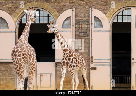 Girafes au ZSL Zoo de Londres, Londres Angleterre Royaume-Uni UK Banque D'Images